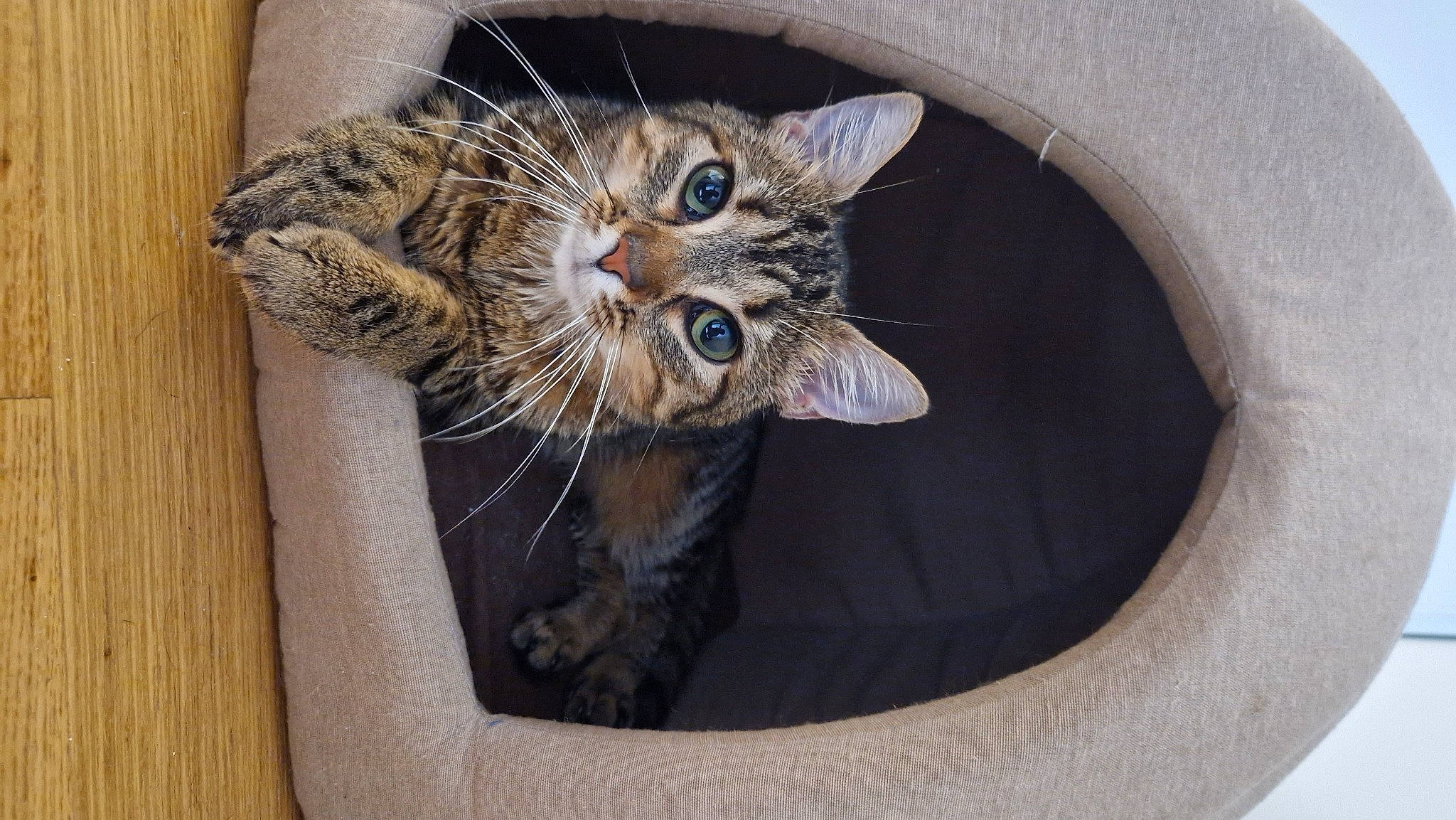 Felina a rejoint le concours — aidez-le/la à gagner de superbes lots ! carnivore, cat, cat_supply, circle, claw, comfort, domestic_short_haired_cat, door, felidae, fur, hat, paw, small_to_medium_sized_cats, snout, tail, whiskers, window, wood