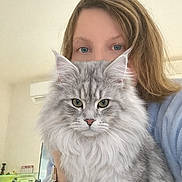 Uko participe au concours pour gagner de l'argent avec cette photo : cat, person, indoor, portrait, fluffy_cat, silver_tabby, blue_eyes, watch, long_hair, desk_lamp, furniture, home, pet, cute, closeup, animal, cozy, casual, relaxed, soft_light