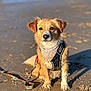 Naya participe au concours pour gagner de l'argent avec cette photo : animal, bandana, beach, calm, canine, closeup, cute, daylight, dog, harness, leash, nature, outdoor, pet, portrait, sand, sitting, sunlight, water, wet_fur