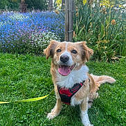 Naya a rejoint le concours — aidez-le/la à gagner de superbes lots ! animal, canine, daytime, dog, ears, flowers, fur, garden, grass, greenery, happy, leash, nature, outdoor, pet, playful, sitting, sunlight, tail, tongue_out