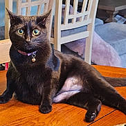 Rosie is registered to the contest to win money with this photo: cat, black_cat, pet, animal, indoor, wooden_table, furniture, collar, alert, relaxed, domestic_cat, eyes, whiskers, tail, chair, couch, home, fur, mammal, table