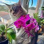Tina participe au concours pour gagner de l'argent avec cette photo : cat, flower, orchid, plant, window, indoor, pet, fur, greenery, nature, sunlight, leaf, animal, portrait, domestic, fluffy, pink, purple, houseplant, quiet
