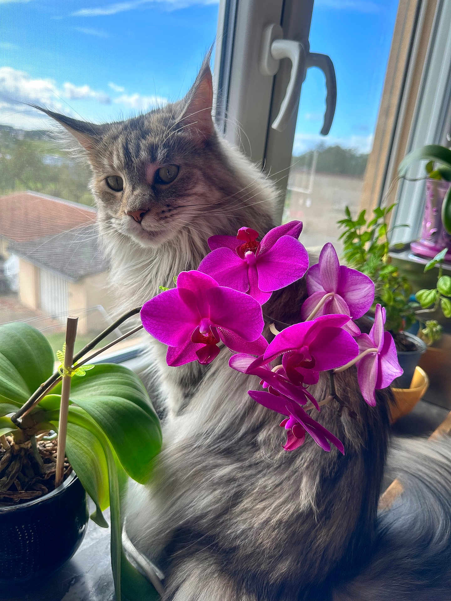 Tina participe au concours pour gagner de l'argent avec cette photo : cat, flower, orchid, plant, window, indoor, pet, fur, greenery, nature, sunlight, leaf, animal, portrait, domestic, fluffy, pink, purple, houseplant, quiet