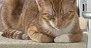 Garfield a rejoint le concours — aidez-le/la à gagner de superbes lots ! animal, cat, cat_tree, cozy, domestic_animal, ears, feline, fur, household, indoor, mammal, orange_cat, paw, pet, quiet, relaxed, resting, sleeping, tabby_cat, whiskers