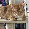 Garfield a rejoint le concours — aidez-le/la à gagner de superbes lots ! animal, cat, cat_tree, cozy, domestic_animal, ears, feline, fur, household, indoor, mammal, orange_cat, paw, pet, quiet, relaxed, resting, sleeping, tabby_cat, whiskers