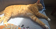 Garfield a rejoint le concours — aidez-le/la à gagner de superbes lots ! animal, blanket, blue, cat, comfort, cozy, domestic, feline, fur, indoor, orange_tabby, paw, pet, relaxed, resting, side_view, sleeping, sunlight, warm_light, whiskers