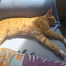 animal, blanket, blue, cat, comfort, cozy, domestic, feline, fur, indoor, orange_tabby, paw, pet, relaxed, resting, side_view, sleeping, sunlight, warm_light, whiskers