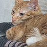 animal, cat, close_up, cushion, ears, eyes, feline, fur, ginger_cat, indoor, looking_away, nose, pet, portrait, relaxed, resting, soft_fur, texture, wall, whiskers