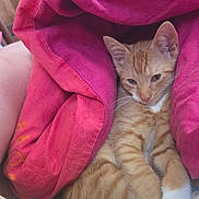 Garfield a rejoint le concours — aidez-le/la à gagner de superbes lots ! cat, kitten, orange_tabby, blanket, pink_blanket, white_paws, resting, cozy, cute, indoor, sleepy, pet, fur, animal, relaxed, snuggled, paw, domestic_cat, young_cat, feline