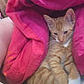 cat, kitten, orange_tabby, blanket, pink_blanket, white_paws, resting, cozy, cute, indoor, sleepy, pet, fur, animal, relaxed, snuggled, paw, domestic_cat, young_cat, feline