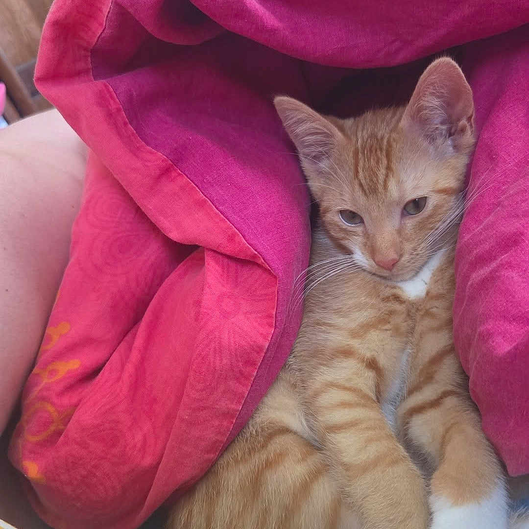 Garfield