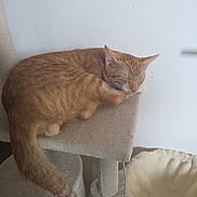 Garfield a rejoint le concours — aidez-le/la à gagner de superbes lots ! beige, cat, cat_tree, closed_eyes, cozy, ears, feline, fur, furniture, home, indoors, nap, orange_cat, pet, relaxed, resting, scratching_post, sleeping, tail, whiskers