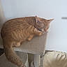 beige, cat, cat_tree, closed_eyes, cozy, ears, feline, fur, furniture, home, indoors, nap, orange_cat, pet, relaxed, resting, scratching_post, sleeping, tail, whiskers