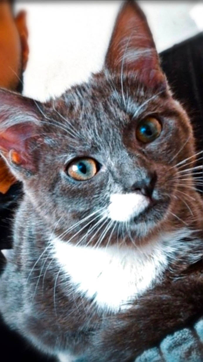 Calie a rejoint le concours — aidez-le/la à gagner de superbes lots ! carnivore, cat, close_up, domestic_short_haired_cat, felidae, fur, russian_blue, small_to_medium_sized_cats, snout, terrestrial_animal, whiskers, wildlife, window