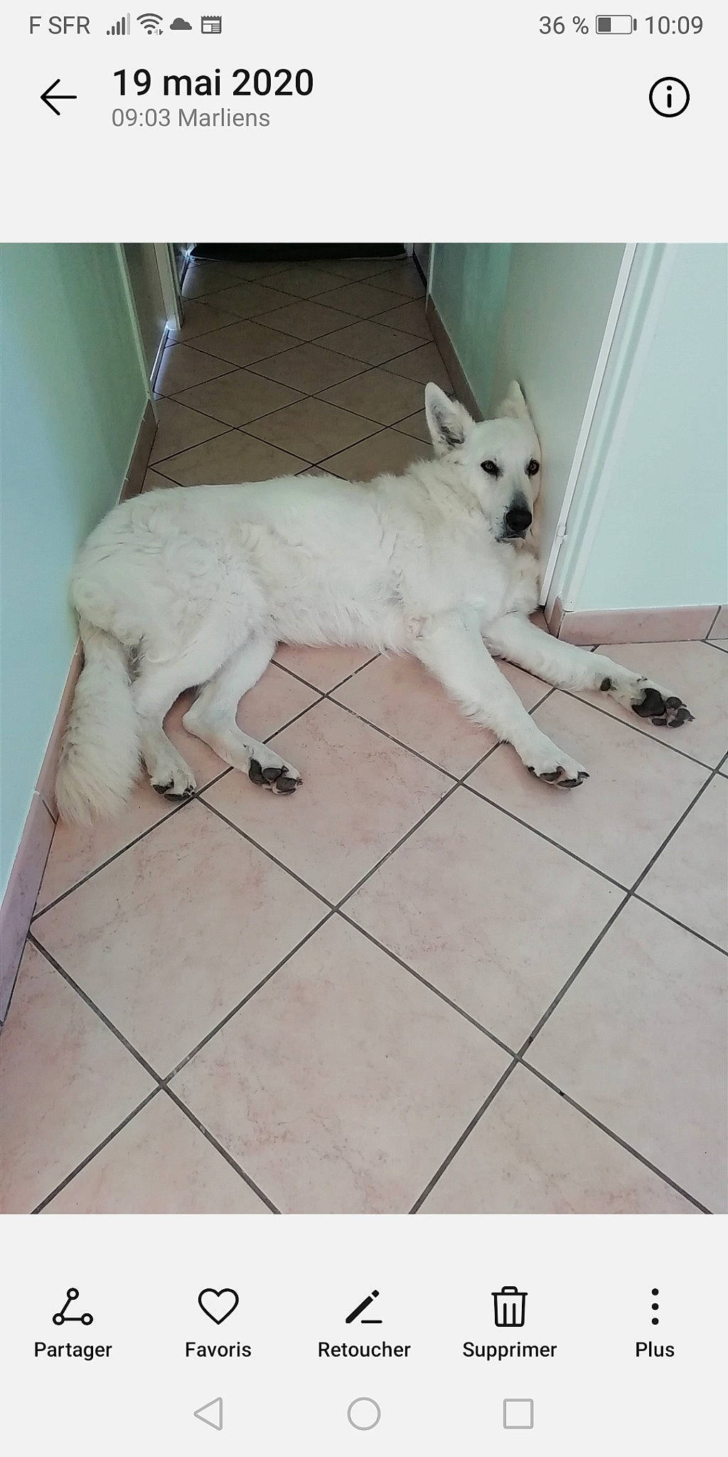 Baboune a rejoint le concours — aidez-le/la à gagner de superbes lots ! ancient_dog_breeds, canidae, carnivore, companion_dog, dog, dog_breed, floor, flooring, line, metal, non_sporting_group, pattern, paw, rectangle, snout, sporting_group, square, tail, tile, working_animal