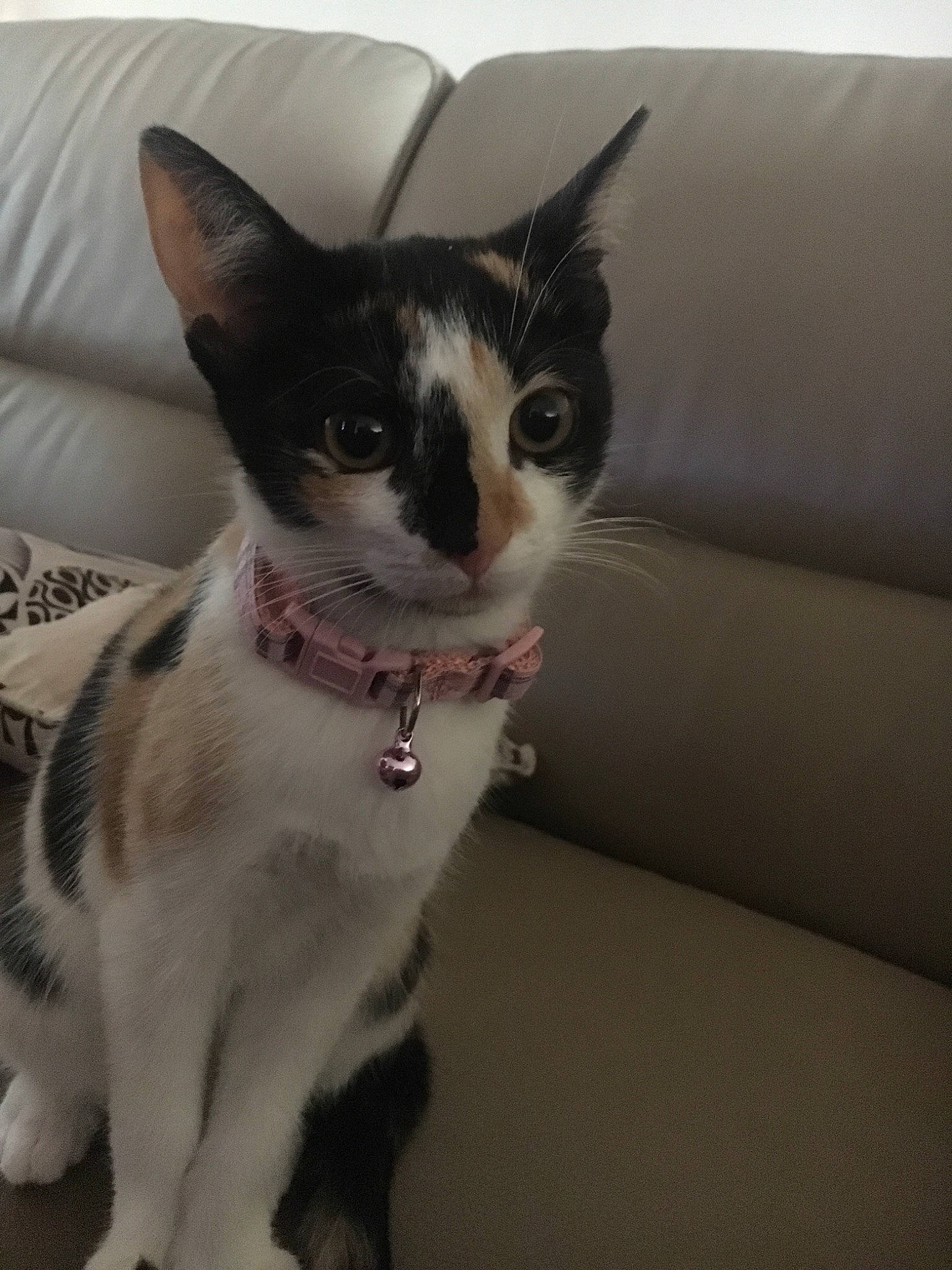 Pakys participe au concours pour gagner de l'argent avec cette photo : aegean_cat, american_wirehair, black_and_white, carnivore, cat, domestic_short_haired_cat, ear, felidae, fur, kitten, mammal, polydactyl_cat, small_to_medium_sized_cats, tail, whiskers