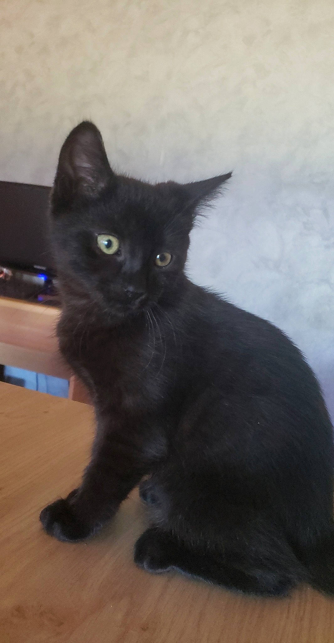 Onyx participe au concours pour gagner de l'argent avec cette photo : black_cat, bombay, carnivore, cat, claw, domestic_short_haired_cat, felidae, fur, grey, havana_brown, paw, small_to_medium_sized_cats, snout, tail, terrestrial_animal, whiskers