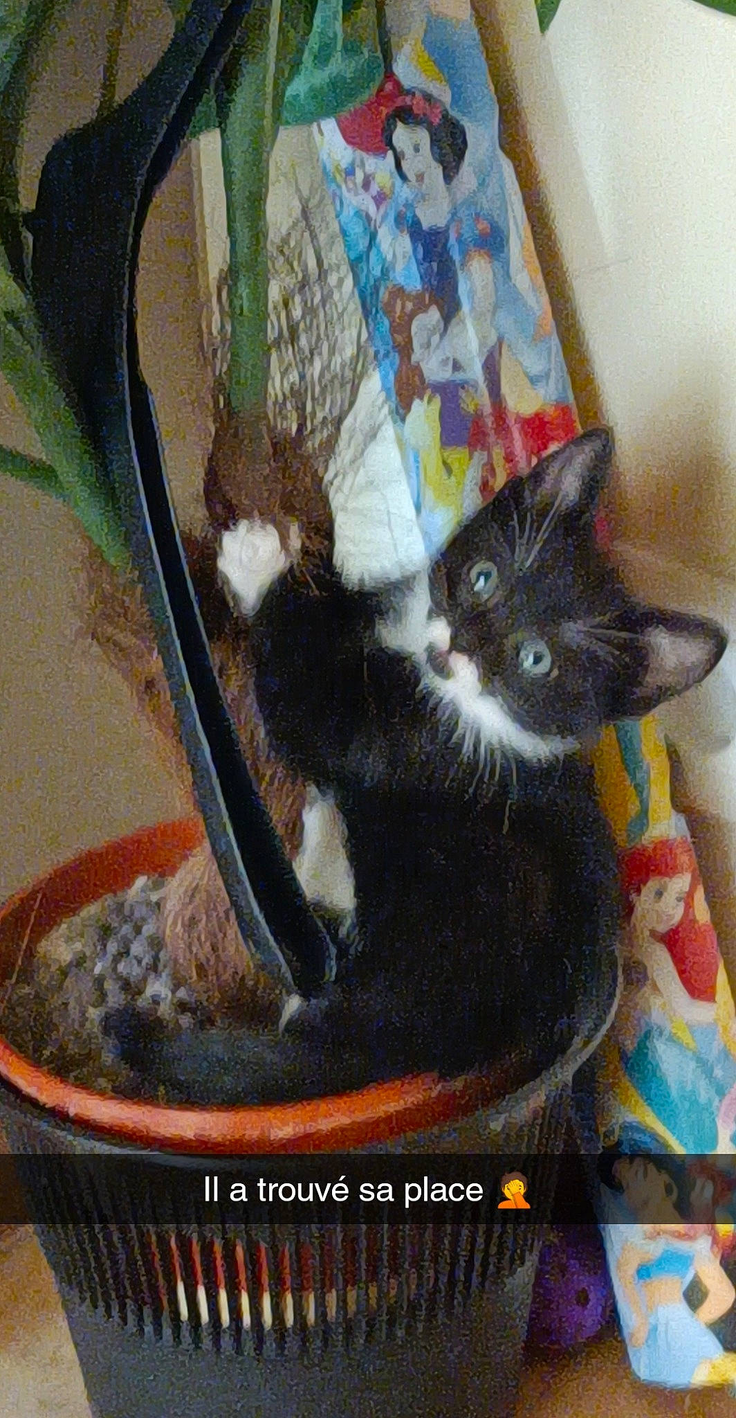Sayan a rejoint le concours — aidez-le/la à gagner de superbes lots ! black_cat, carnivore, cat, cat_supply, claw, comfort, domestic_short_haired_cat, felidae, fur, painting, paw, pet_supply, photo_caption, small_to_medium_sized_cats, tail, whiskers