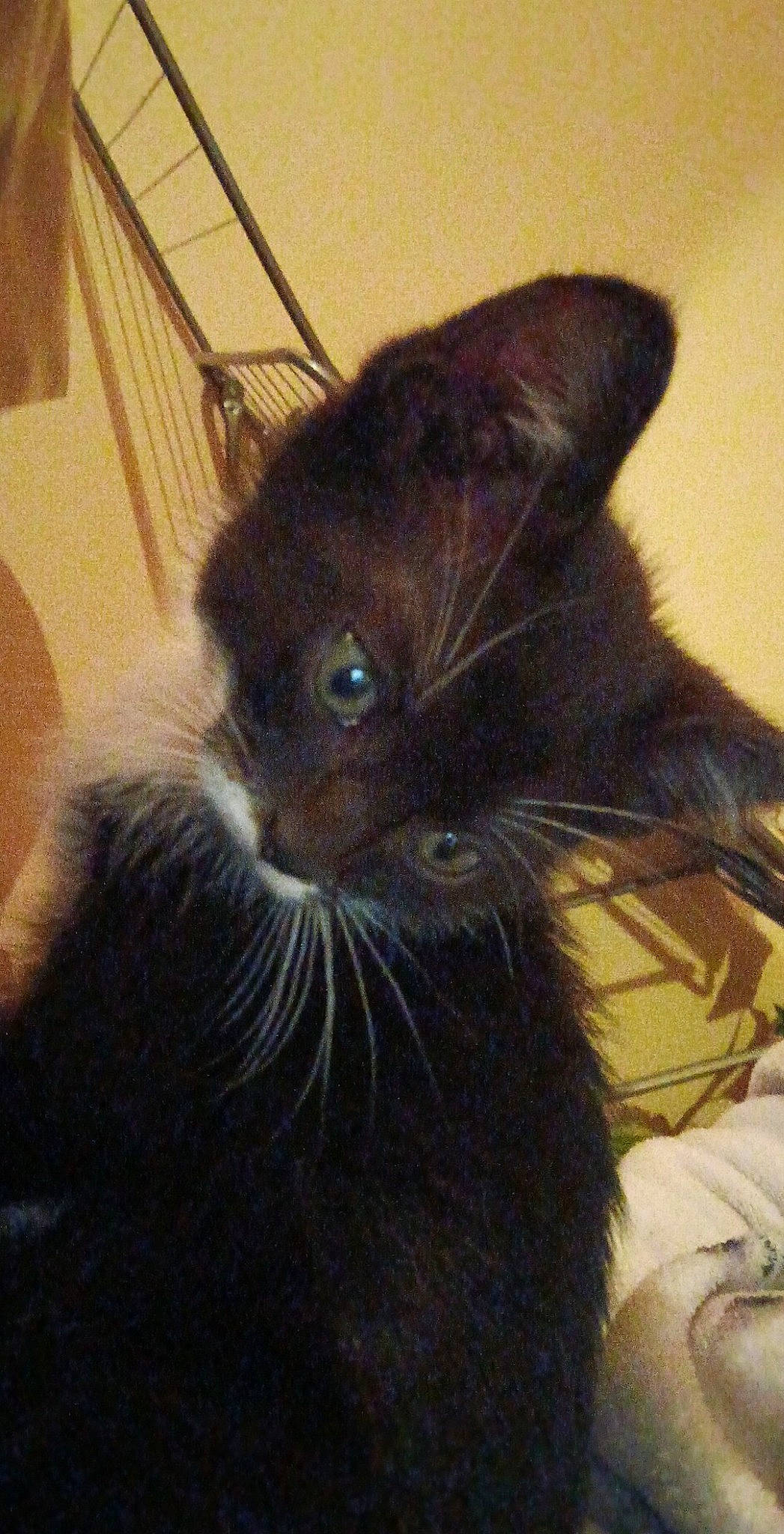 Sayan a rejoint le concours — aidez-le/la à gagner de superbes lots ! black_cat, bombay, carnivore, cat, claw, comfort, domestic_short_haired_cat, ear, felidae, fur, liver, paw, small_to_medium_sized_cats, snout, tail, terrestrial_animal, whiskers