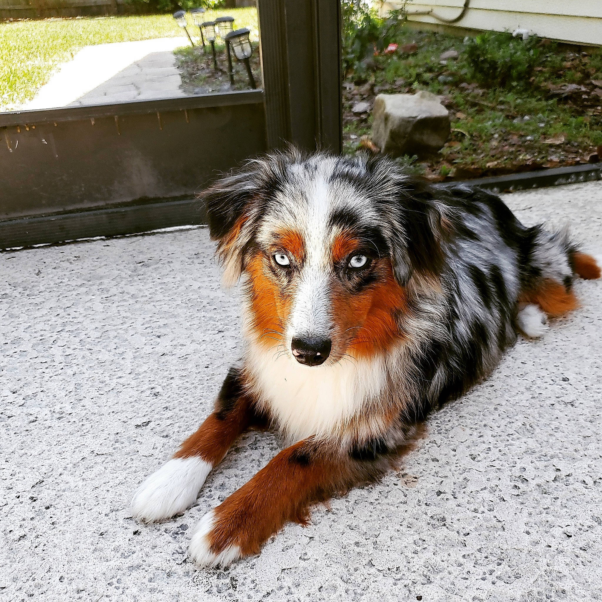 Hank joined the competition — help win amazing prizes! australian_collie, australian_shepherd, canidae, carnivore, companion_dog, dog, dog_breed, english_shepherd, herding_dog, mammal, miniature_australian_shepherd, puppy, rare_breed_dog, scotch_collie, shetland_sheepdog, sporting_group, vertebrate, welsh_sheepdog