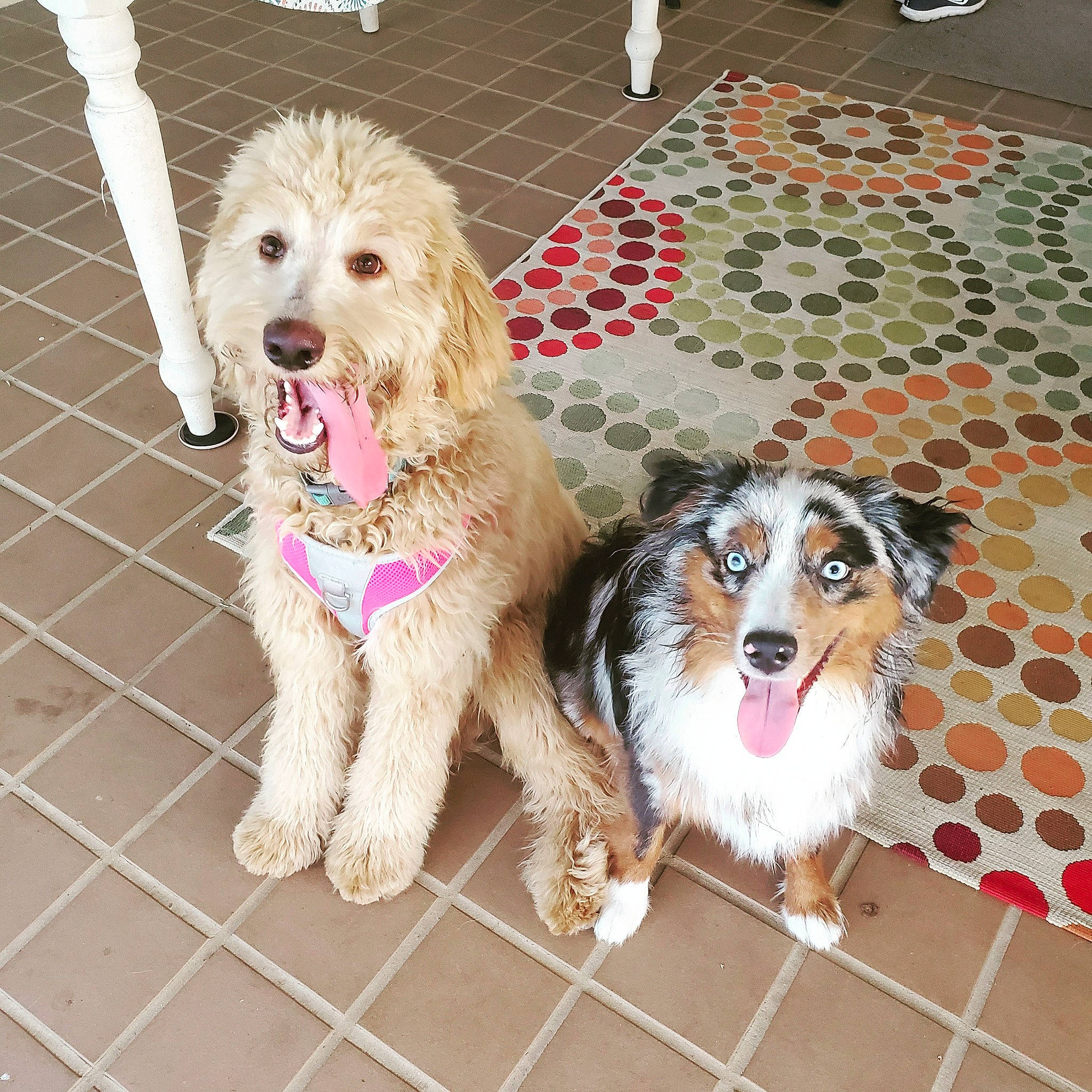 Hank is registered to the contest to win money with this photo: australian_shepherd, briquet_griffon_vendeen, canidae, carnivore, companion_dog, dog, dog_breed, grand_basset_griffon_vendeen, mammal, miniature_australian_shepherd, petit_basset_griffon_vendeen, rare_breed_dog, sporting_group, vertebrate, working_dog