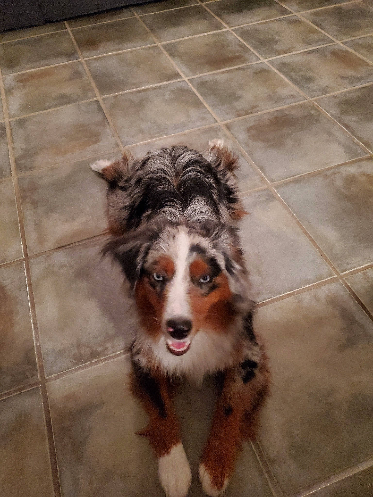 Hank joined the competition — help win amazing prizes! australian_collie, australian_shepherd, basque_shepherd_dog, border_collie, canidae, carnivore, companion_dog, dog, dog_breed, fur, herding_dog, mammal, miniature_australian_shepherd, rare_breed_dog, shetland_sheepdog, snout, sporting_group, vertebrate, welsh_sheepdog, working_dog