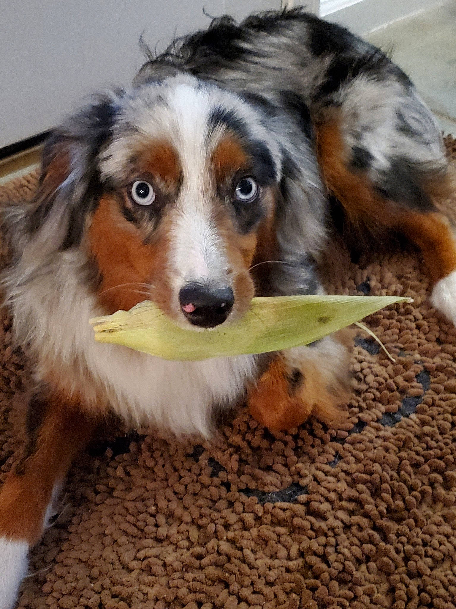 Hank joined the competition — help win amazing prizes! australian_collie, australian_shepherd, canidae, carnivore, companion_dog, dog, dog_breed, english_shepherd, fur, mammal, miniature_australian_shepherd, rare_breed_dog, scotch_collie, snout, sporting_group, vertebrate, welsh_sheepdog, working_dog