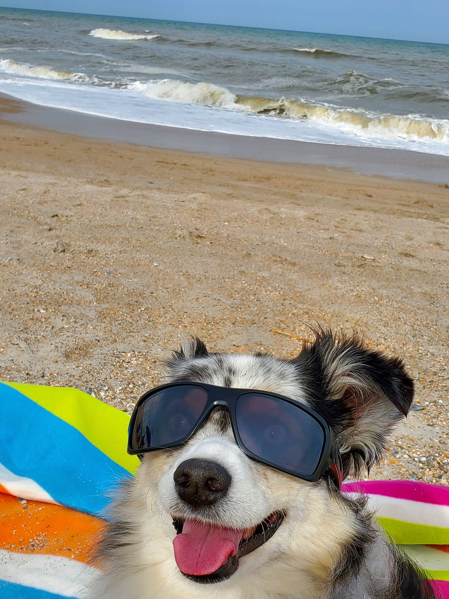 Moxie is registered to the contest to win money with this photo: australian_shepherd, beach, border_collie, canidae, carnivore, coast, dog, dog_breed, eyewear, fun, glasses, herding_dog, ocean, personal_protective_equipment, rat_terrier, sand, snout, sporting_group, sunglasses, vacation