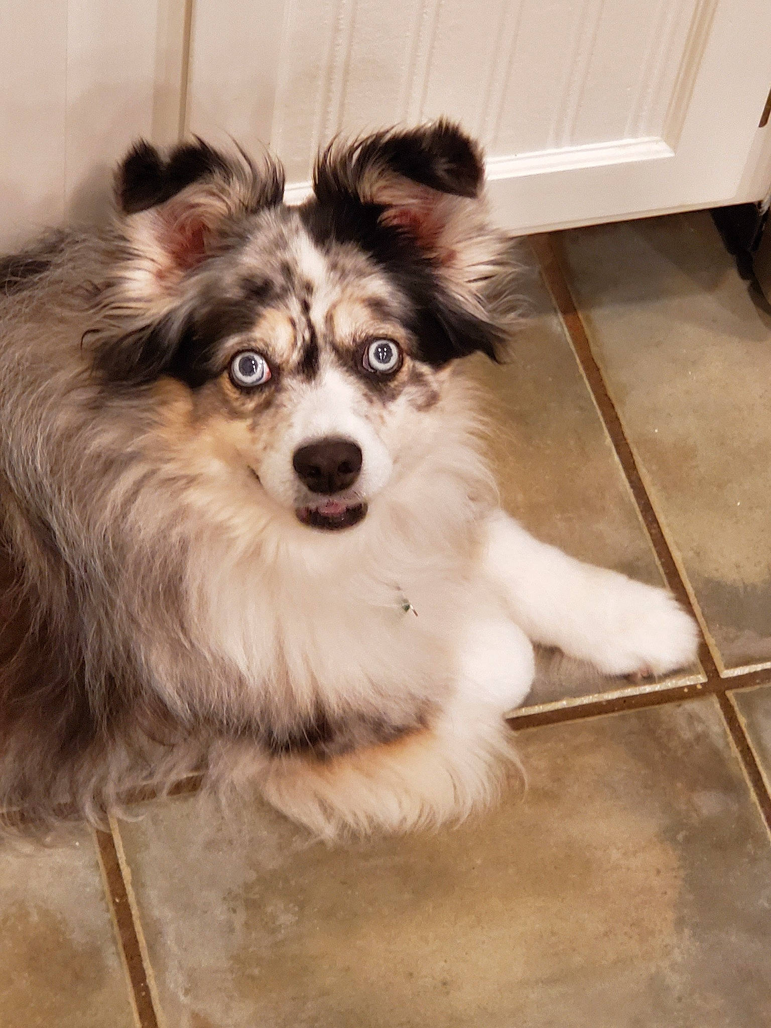 Moxie is registered to the contest to win money with this photo: alaskan_malamute, ancient_dog_breeds, canadian_eskimo_dog, canidae, carnivore, companion_dog, dog, dog_breed, elo, finnish_lapphund, herding_dog, mammal, native_american_indian_dog, rare_breed_dog, siberian_husky, snout, sporting_group, vertebrate, whiskers, working_dog