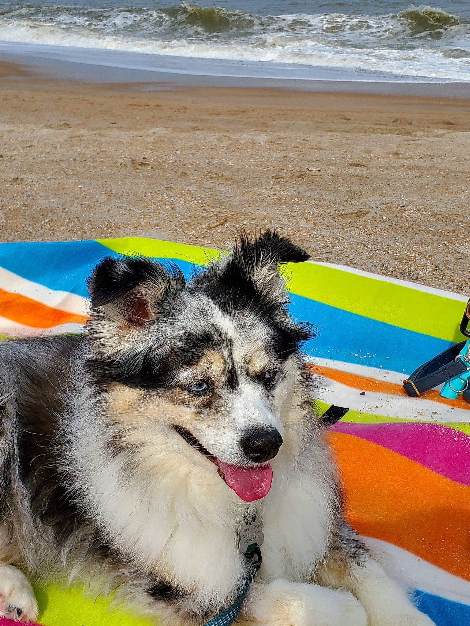 Moxie is registered to the contest to win money with this photo: australian_shepherd, border_collie, canadian_eskimo_dog, canidae, canis, carnivore, dog, dog_breed, elo, greenland_dog, herding_dog, mammal, native_american_indian_dog, northern_inuit_dog, rare_breed_dog, siberian_husky, thai_bangkaew_dog, vertebrate, working_dog