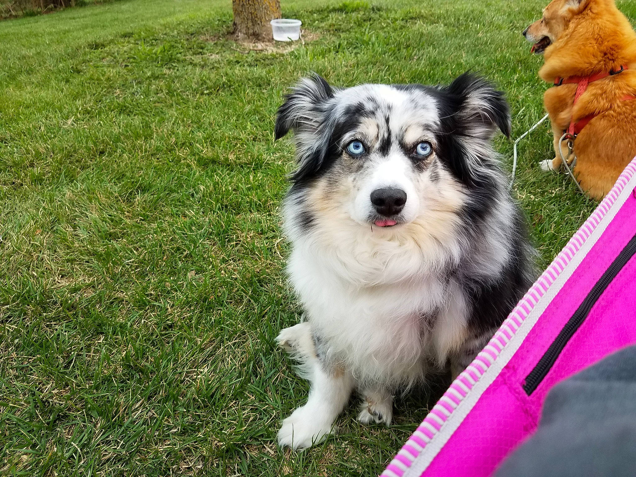 Moxie is registered to the contest to win money with this photo: australian_collie, australian_shepherd, border_collie, canidae, carnivore, companion_dog, dog, dog_breed, grass, herding_dog, mammal, miniature_australian_shepherd, puppy, rare_breed_dog, shetland_sheepdog, sporting_group, vertebrate, welsh_sheepdog, working_dog