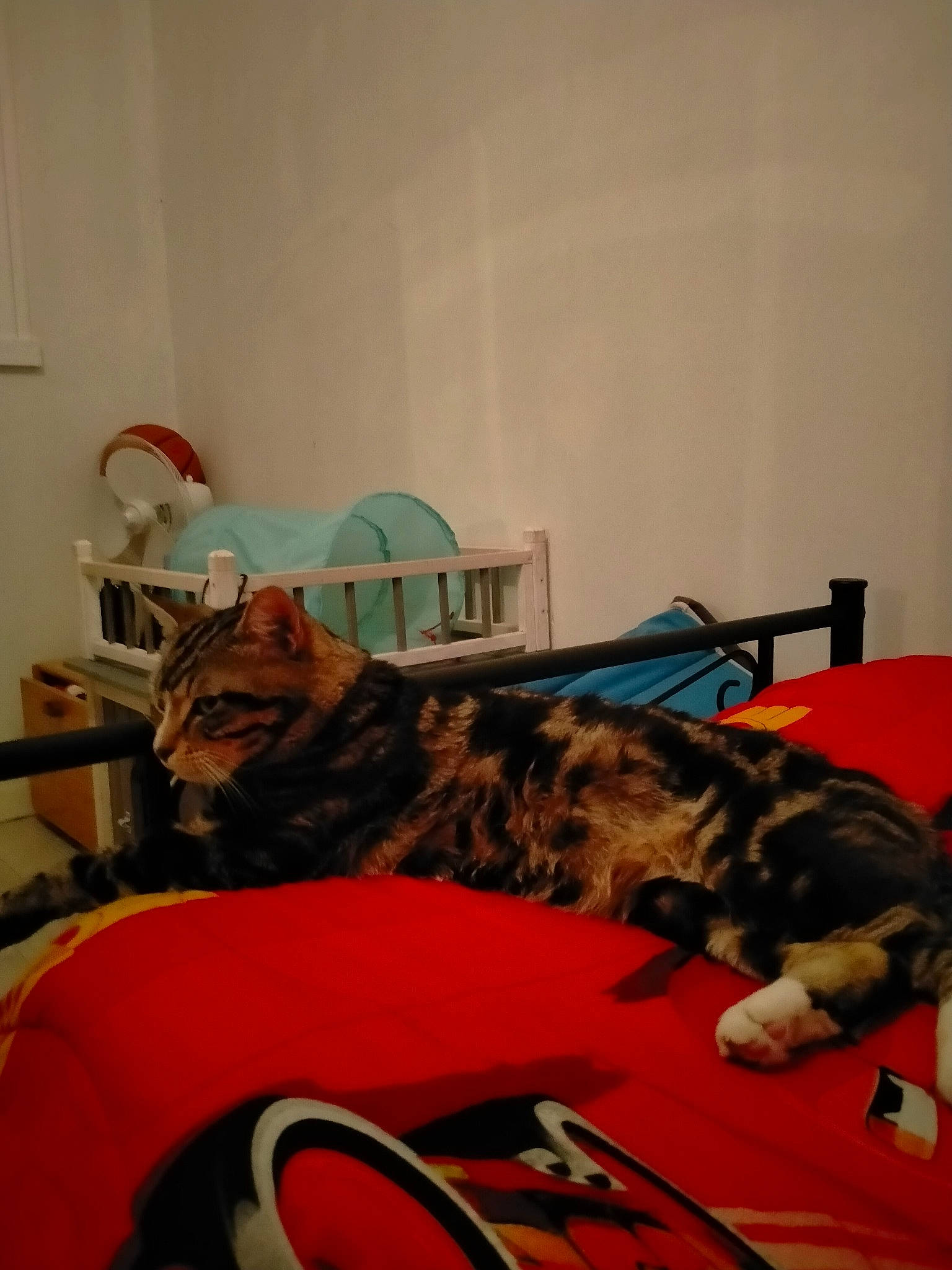 Louky a rejoint le concours — aidez-le/la à gagner de superbes lots ! art, bed, carnivore, cat, comfort, domestic_short_haired_cat, felidae, flooring, fur, nap, room, small_to_medium_sized_cats, tail, terrestrial_animal, vertebrate, whiskers