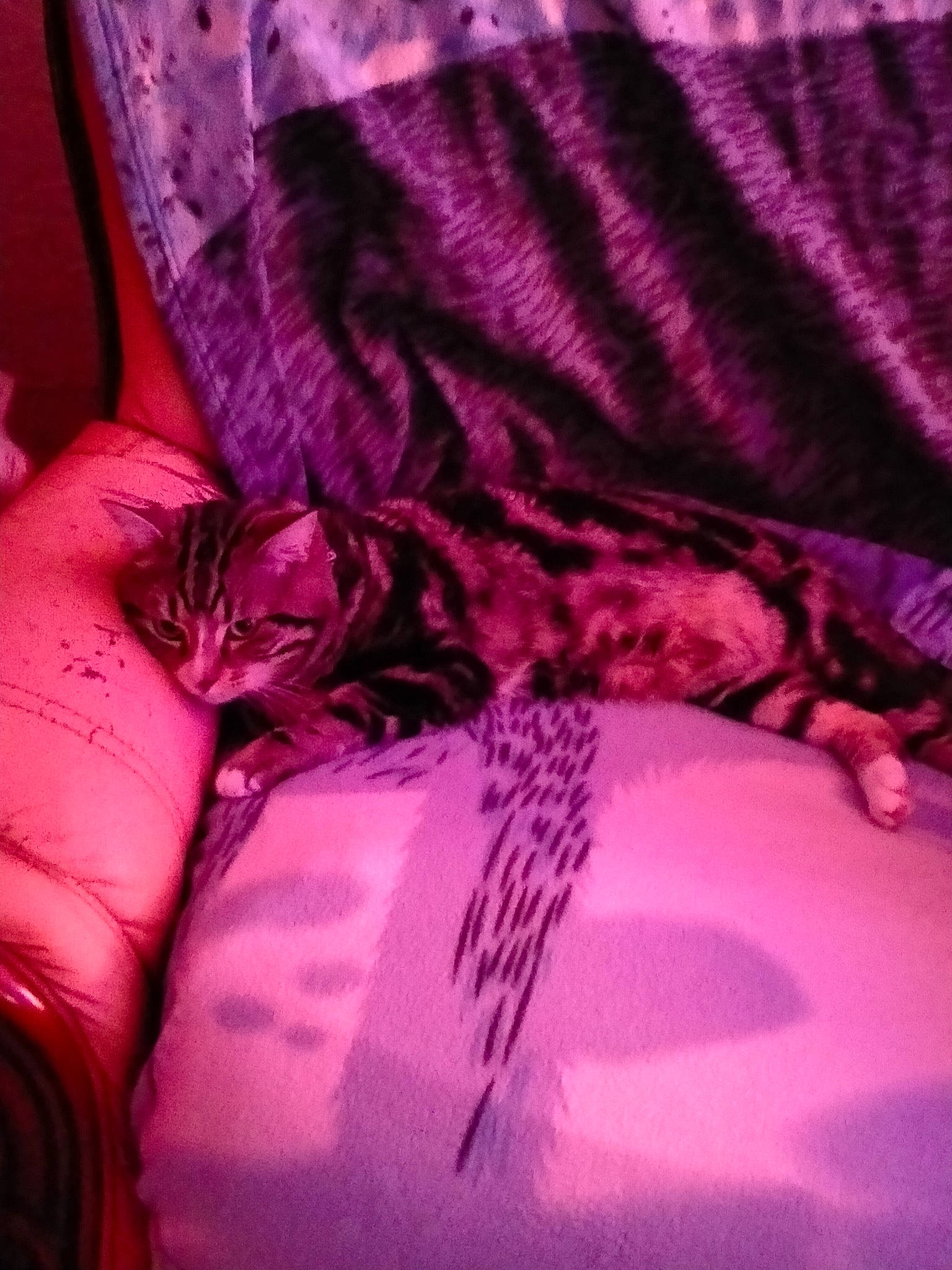 Louky a rejoint le concours — aidez-le/la à gagner de superbes lots ! bed_sheet, bedding, carmine, carnivore, cat, comfort, electric_blue, felidae, fur, linens, magenta, pink, plant, purple, room, small_to_medium_sized_cats, textile, tints_and_shades, violet, whiskers