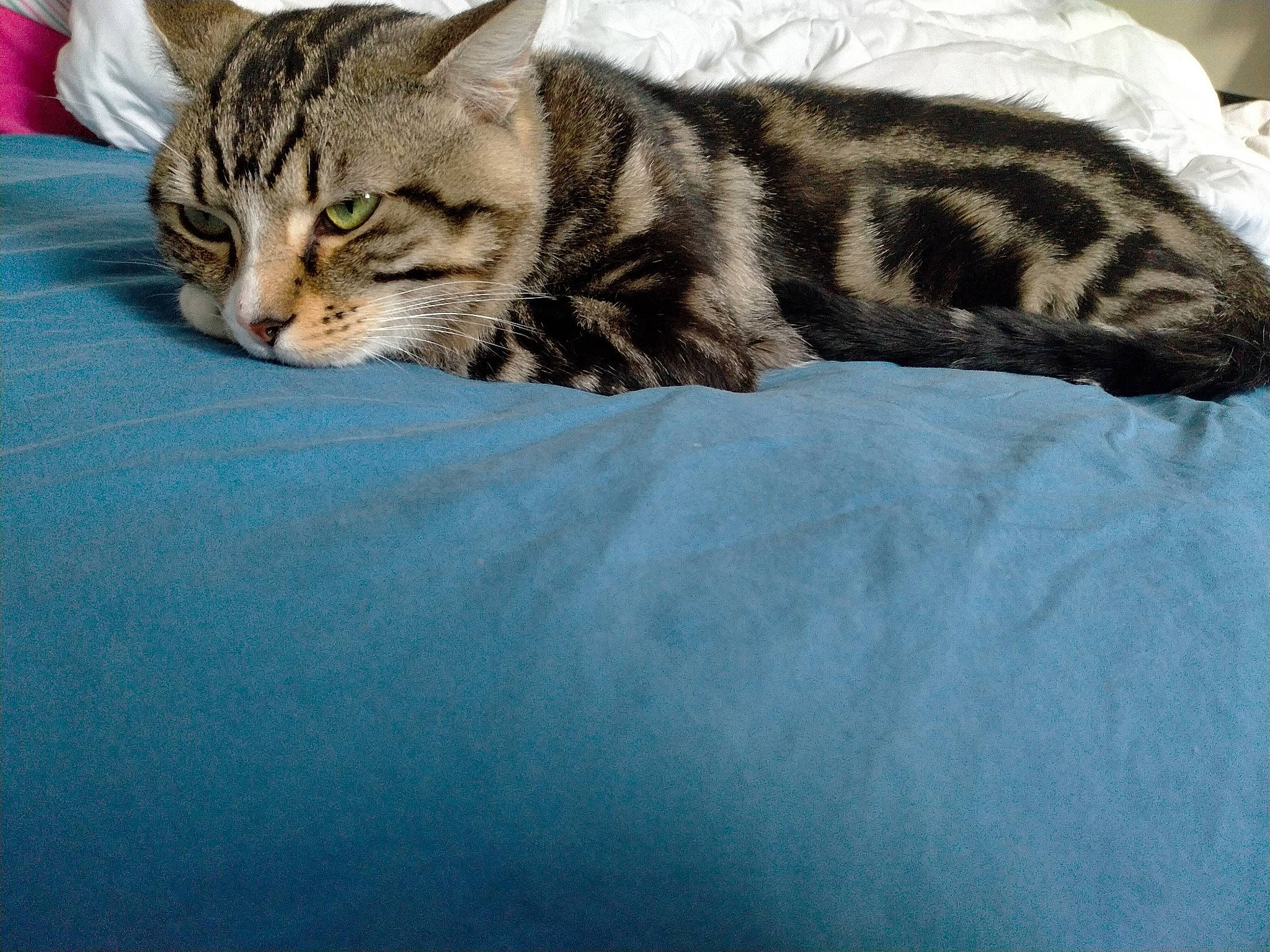 Louky participe au concours pour gagner de l'argent avec cette photo : carnivore, cat, claw, comfort, domestic_short_haired_cat, eye, felidae, fur, grass, nap, paw, sleep, small_to_medium_sized_cats, snout, tail, terrestrial_animal, tree, whiskers, wildlife, window