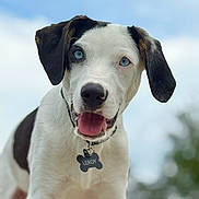 Leroy joined the competition — help win amazing prizes! dog, puppy, blue_eyes, black_and_white, collar, tag, bone_shaped_tag, outdoor, sky, happy, tongue_out, close_up, pet, animal, canine, fur, ears, nose, friendly, portrait