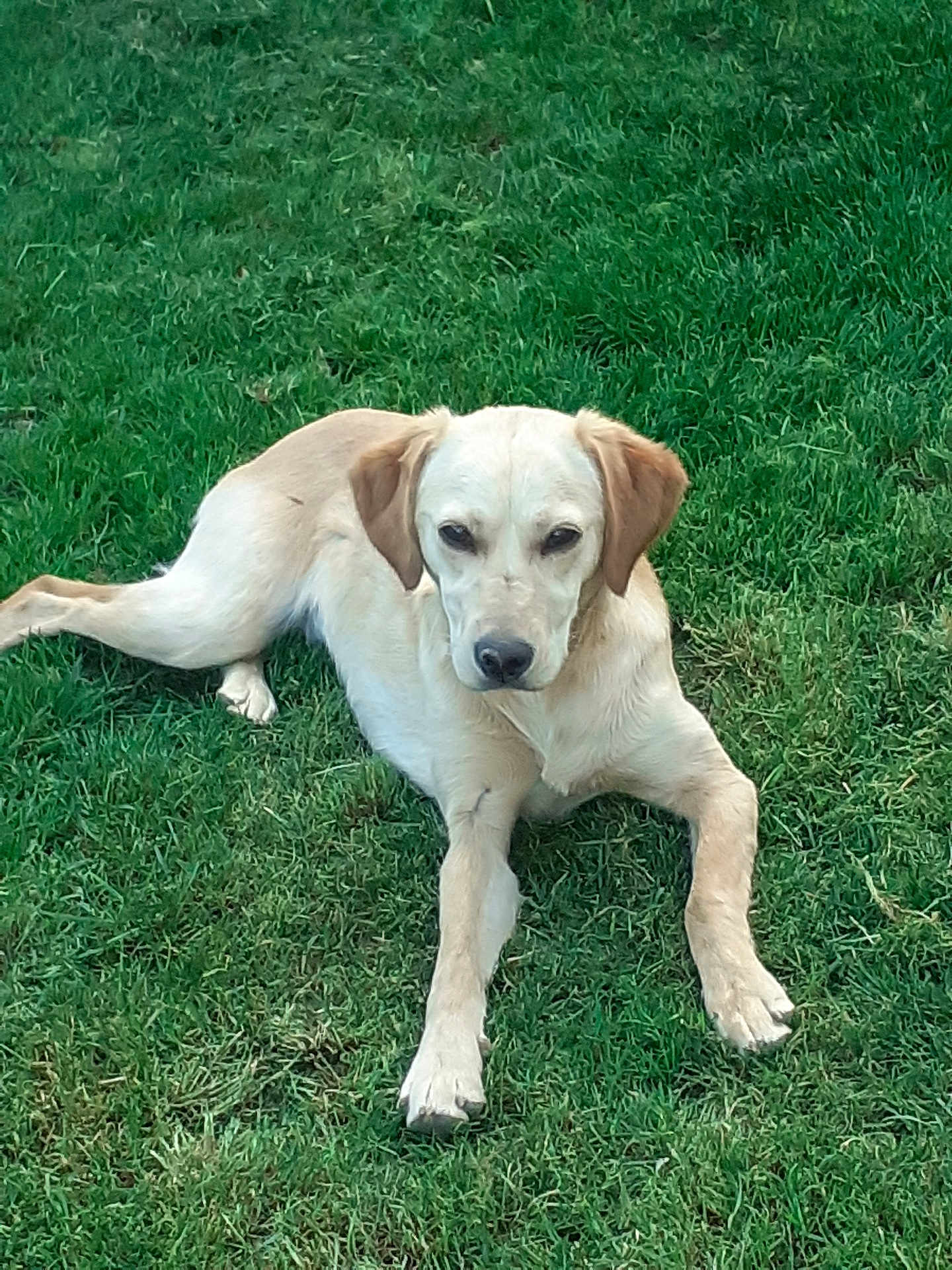 Kalia a rejoint le concours — aidez-le/la à gagner de superbes lots ! dog, lawn, grass, outdoor, pet, canine, animal, relaxed, lying_down, nature, daylight, mammal, fur, ears, paws, nose, eyes, resting, quiet, calm