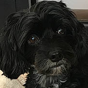 Dolce is registered to the contest to win money with this photo: animal, black_dog, brown_eyes, canine, close_up, companion_animal, cozy, dark_coat, dog, floppy_ears, furry, gray_muzzle, indoor, long_hair, looking_at_camera, pet_portrait, photography, seated, shaggy_dog, soulful_eyes