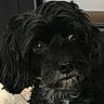 animal, black_dog, brown_eyes, canine, close_up, companion_animal, cozy, dark_coat, dog, floppy_ears, furry, gray_muzzle, indoor, long_hair, looking_at_camera, pet_portrait, photography, seated, shaggy_dog, soulful_eyes