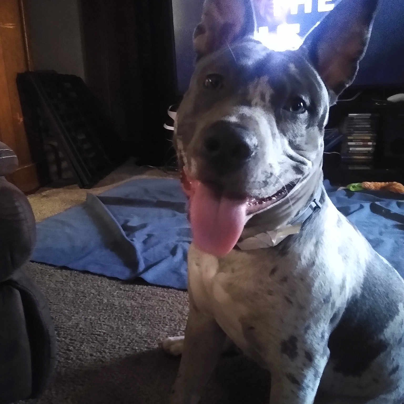 Cerberus is registered to the contest to win money with this photo: bull_and_terrier, bull_terrier, canidae, carnivore, collar, comfort, companion_dog, dog, dog_breed, dog_collar, fawn, guard_dog, jaw, non_sporting_group, snout, sporting_group, whiskers, working_dog