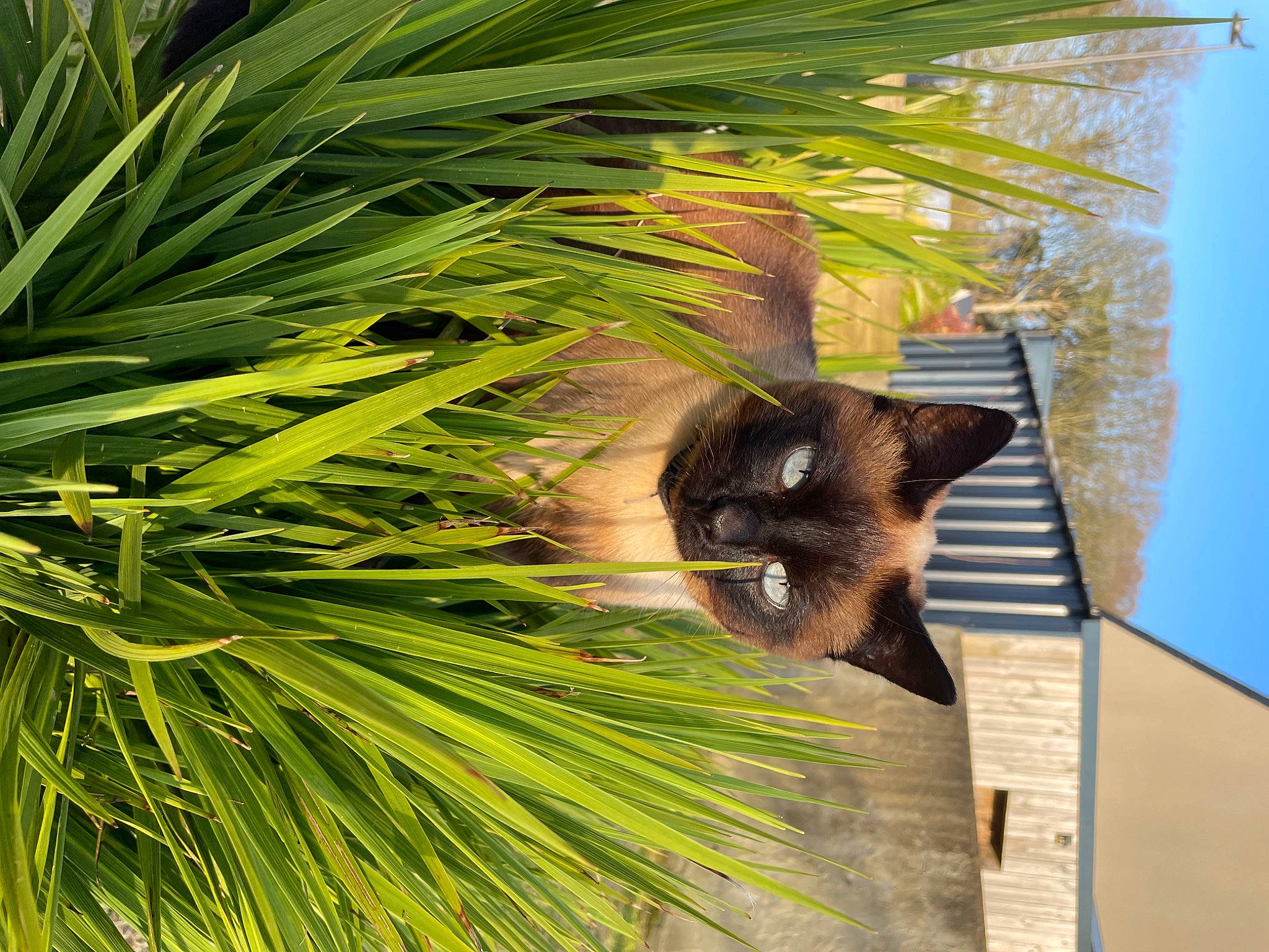 Minette participe au concours pour gagner de l'argent avec cette photo : arecales, botany, carnivore, cat, conifer, evergreen, fawn, felidae, grass, houseplant, palm_tree, plant, siamese, sky, terrestrial_plant, tree, whiskers, wildlife, wood, woody_plant