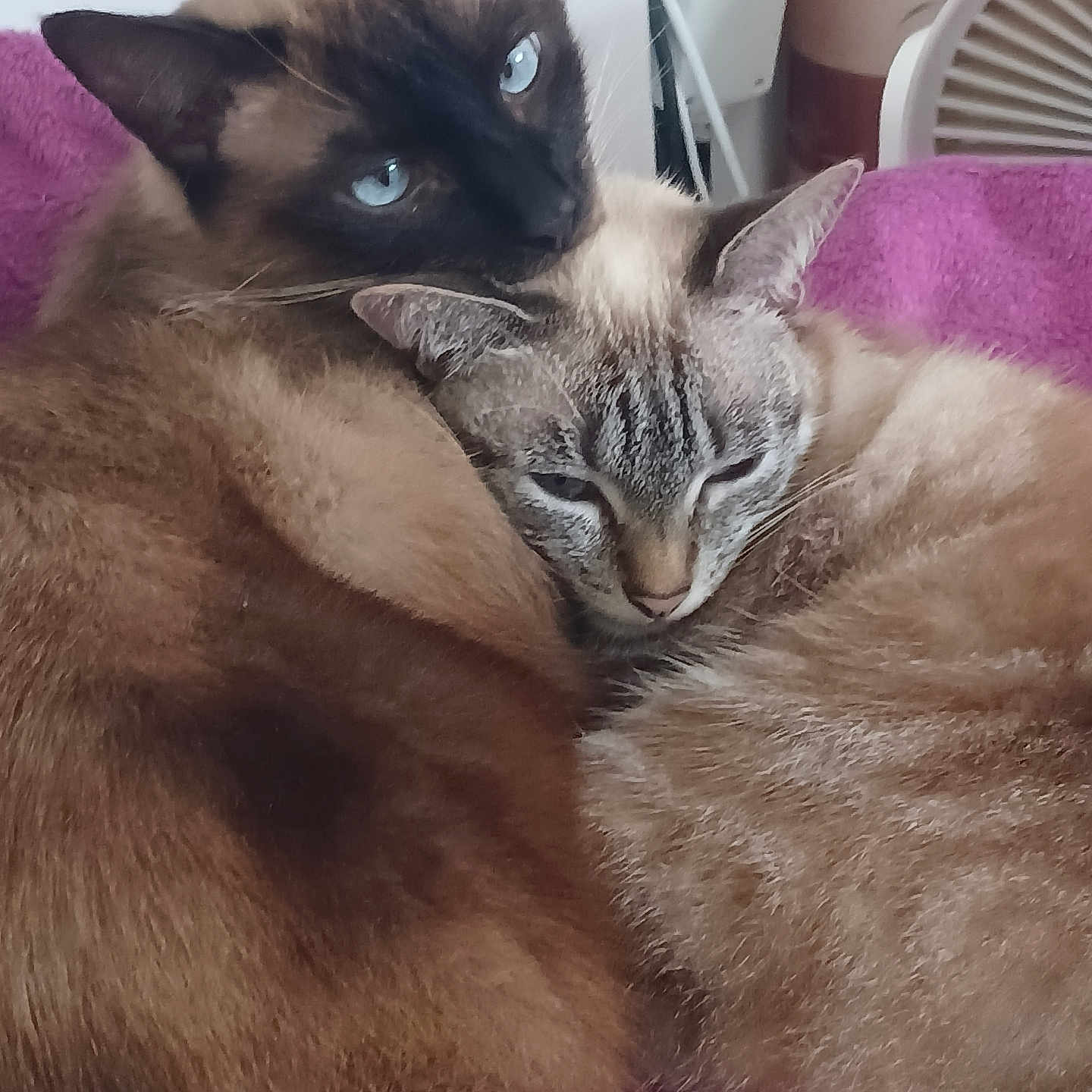 Pacha Et Plume