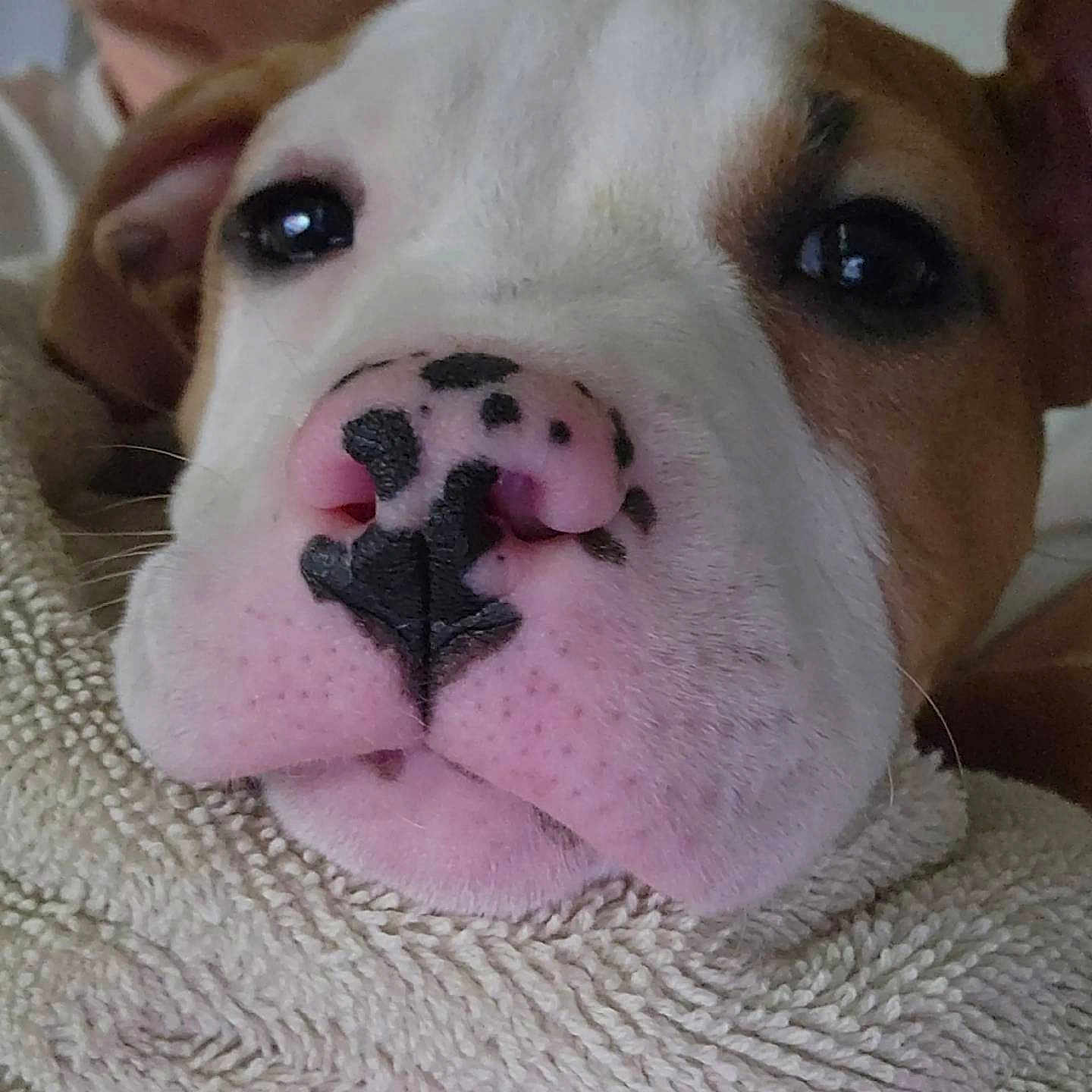 Honey Boo Boo is registered to the contest to win money with this photo: animal, black_spots, blanket, brown, close_up, cozy, cute, dog, eyes, face, fur, human, indoor, nose, pet, portrait, puppy, snout, soft_texture, white