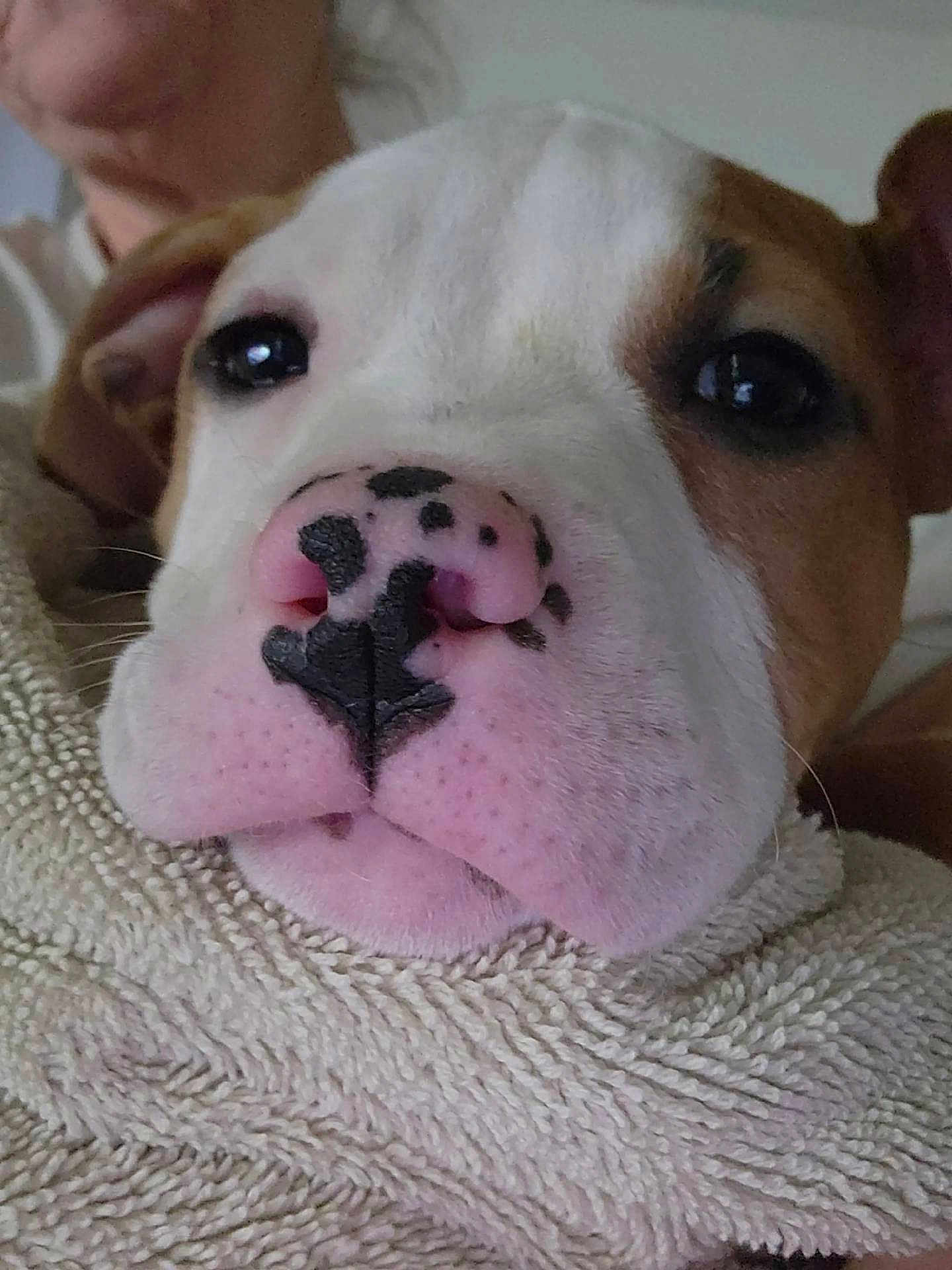 Honey Boo Boo is registered to the contest to win money with this photo: puppy, dog, close_up, nose, blanket, soft_texture, cute, animal, pet, indoor, face, fur, brown, white, black_spots, eyes, snout, cozy, human, portrait