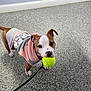 Honey Boo Boo is registered to the contest to win money with this photo: puppy, dog, tennis_ball, hoodie, pet, animal, indoor, floor, playful, leash, brown, white, cute, young_dog, ears, nose, collar, looking_up, standing, small_dog