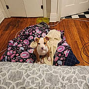 Honey Boo Boo joined the competition — help win amazing prizes! puppy, dog, blanket, floor, wooden_floor, towel, pet_bowl, door, indoor, brown, white, animal, young_dog, cute, domestic_animal, pet, sitting, looking, house, cozy