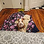 puppy, dog, blanket, floor, wooden_floor, towel, pet_bowl, door, indoor, brown, white, animal, young_dog, cute, domestic_animal, pet, sitting, looking, house, cozy