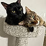 Luna joined the competition — help win amazing prizes! black_cat, carpeted_post, cat, cat_tree, cats, close_up, cozy, ears, feline, fur, green_eyes, indoor, looking_at_camera, pair, pet, pet_bed, portrait, snuggling, tabby_cat, whiskers