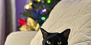Luna joined the competition — help win amazing prizes! black_cat, blanket, bokeh, cat, christmas_tree, couch, cozy, decor, festive, fur, green_eyes, holiday_lights, home, indoor, ornament, pet, portrait, relaxing, sofa, whiskers