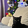 black_cat, blanket, bokeh, cat, christmas_tree, couch, cozy, decor, festive, fur, green_eyes, holiday_lights, home, indoor, ornament, pet, portrait, relaxing, sofa, whiskers