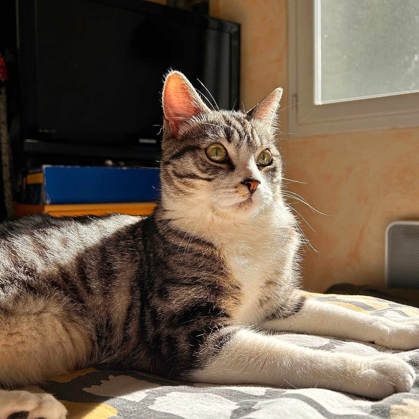 Grizou a rejoint le concours — aidez-le/la à gagner de superbes lots ! animal, bedspread, cat, cozy, daylight, domestic, ears, feline, home, indoor, paw, pet, portrait, relaxing, resting, striped, sunlight, tabby, whiskers, window